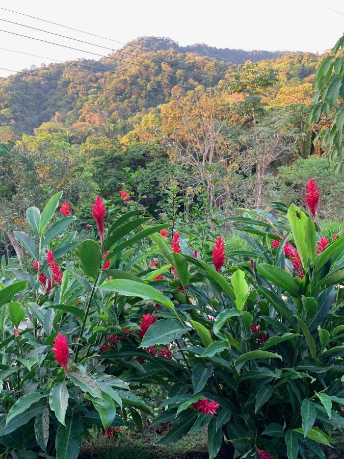 Jungle Home With King Beds -5 Minutes From The Beach Увіта Екстер'єр фото